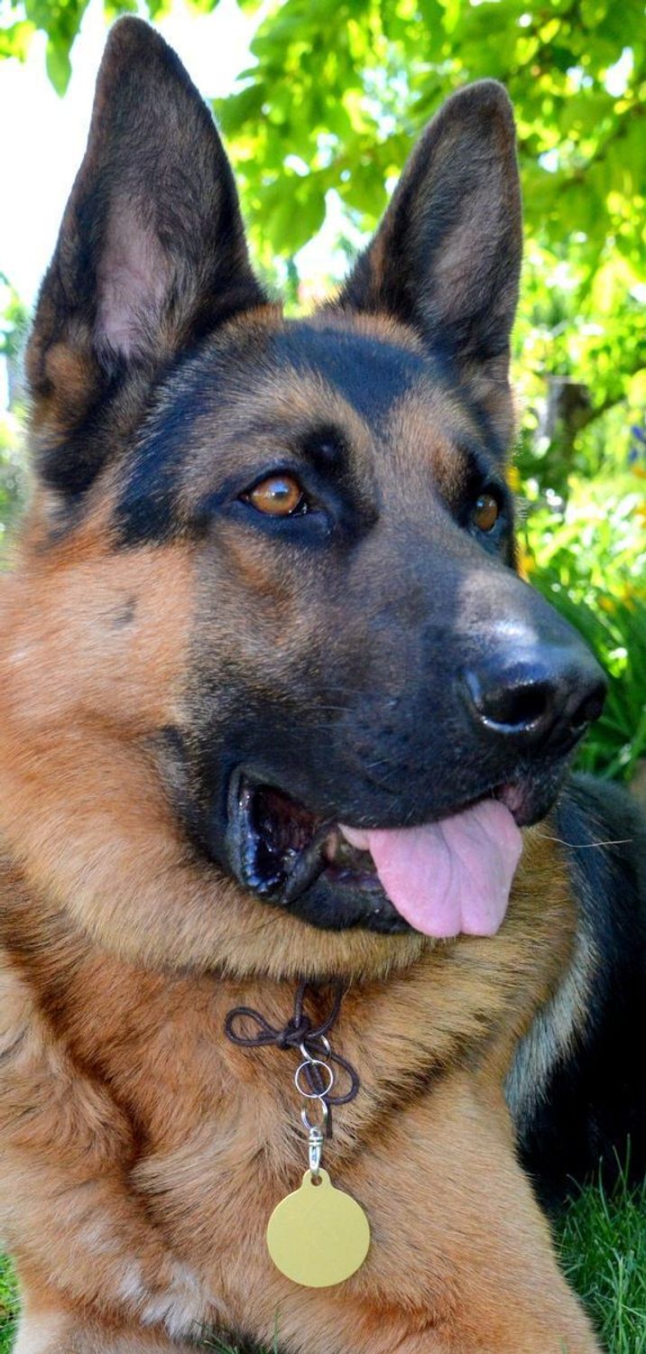 Kółko blaszka dla pupila złota 3,8cm z miejscem na grawer Kółko gold  XL. Blaszka w formie adresówki, identyfikatora dla psa. Blaszka z miejscem na grawer. Na adresówce możemy wygrawerować np. imię psa i nr telefonu do właścic.jpg